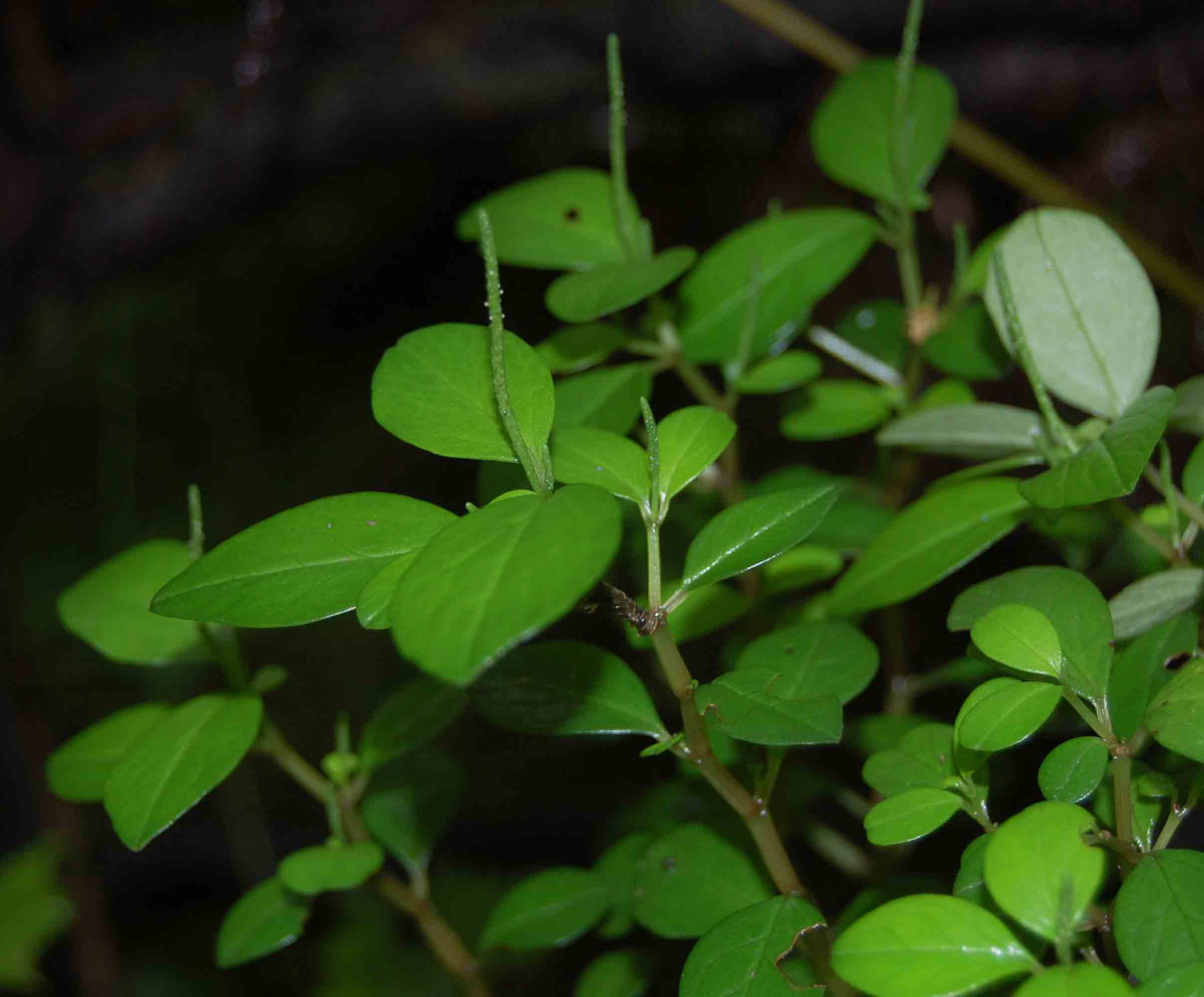 Peperomia retusa Peperomia retusa