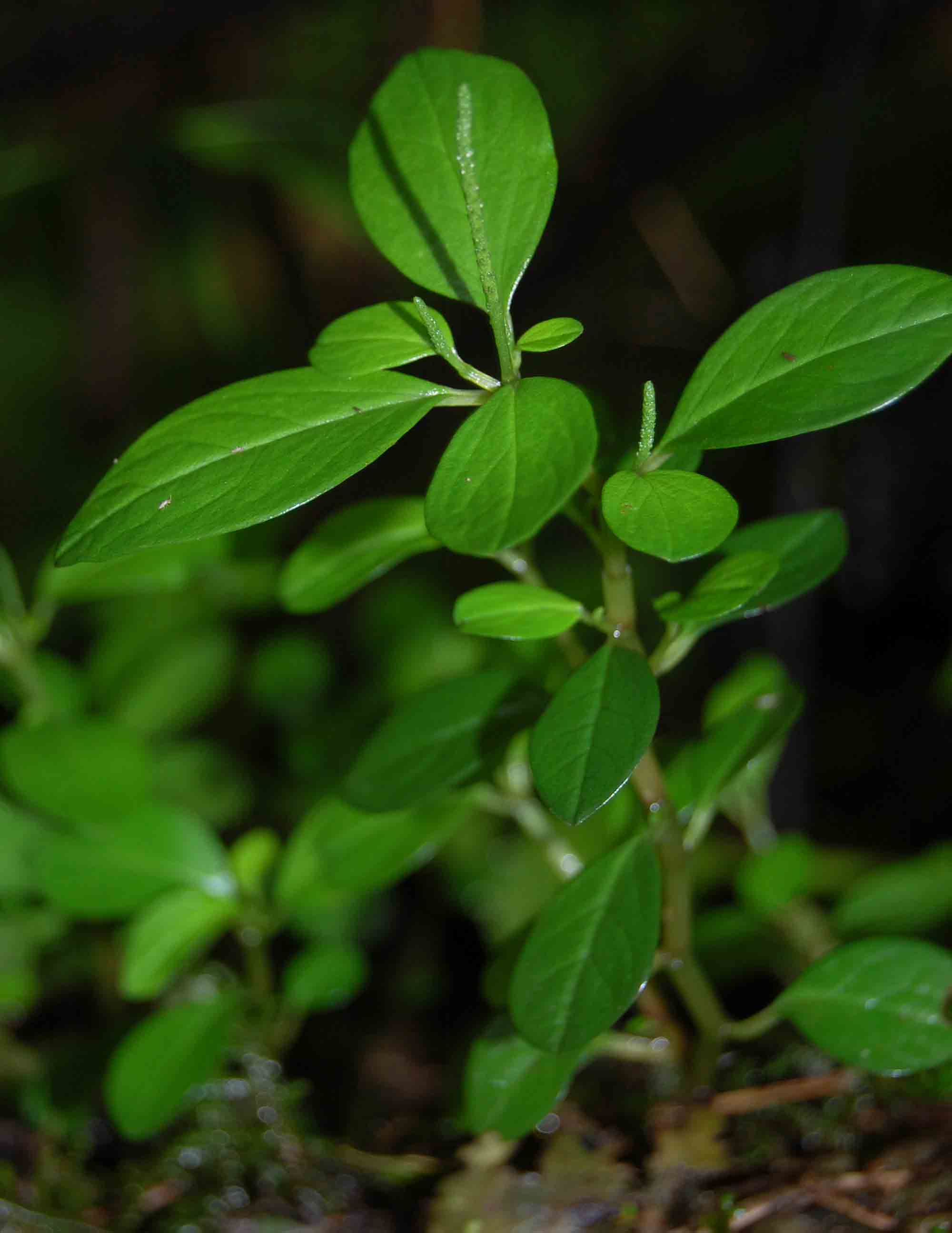 Peperomia retusa Peperomia retusa