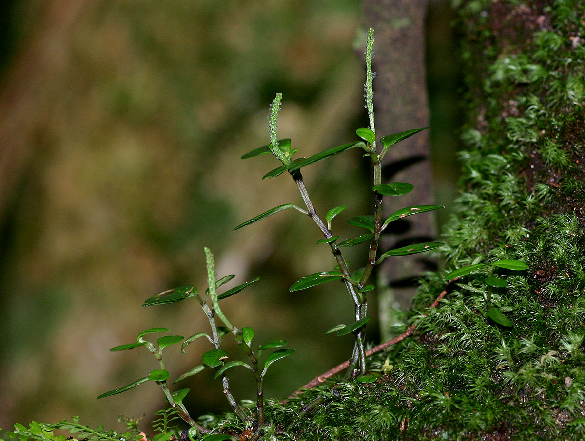 Peperomia retusa Peperomia retusa