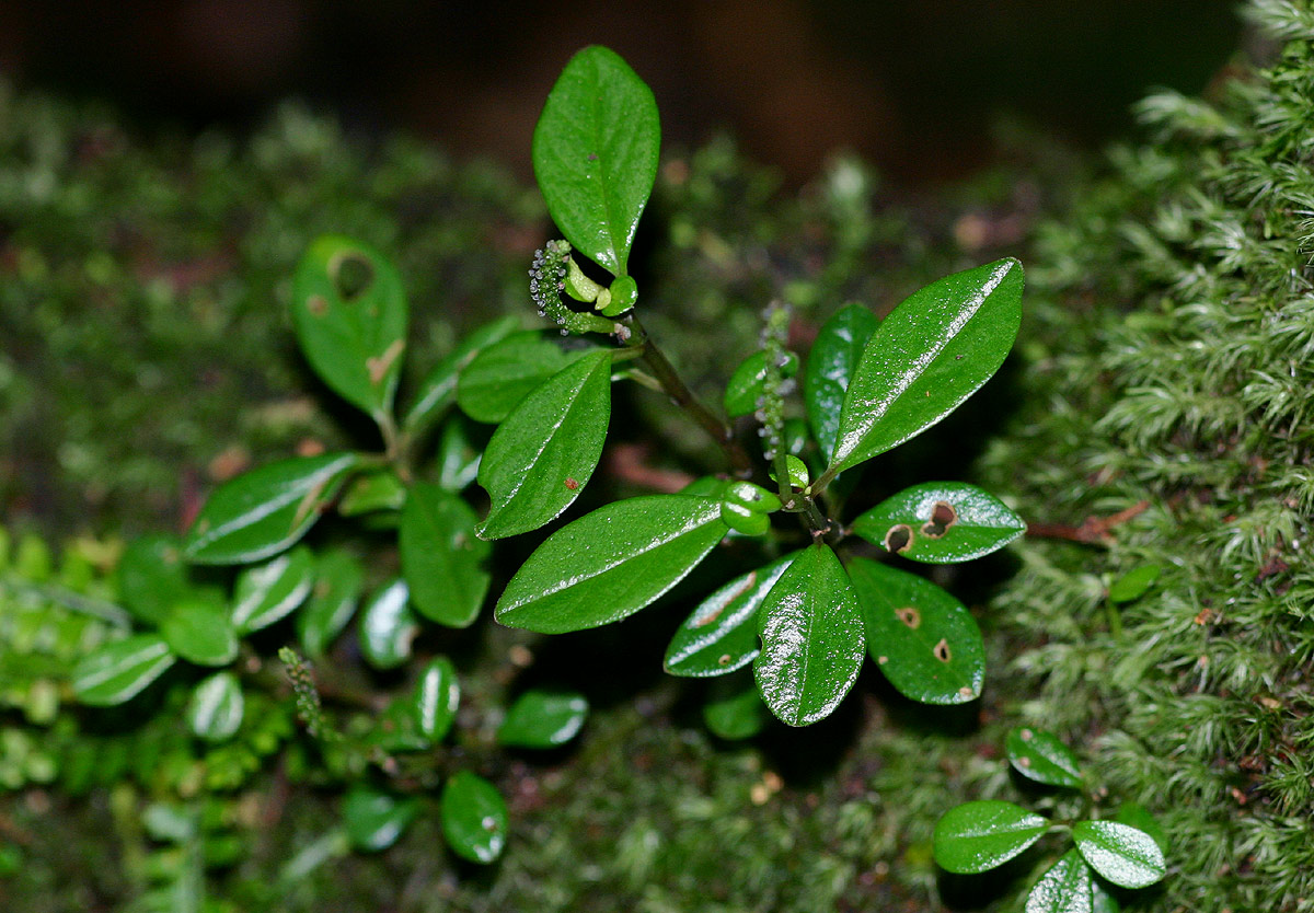 Peperomia retusa Peperomia retusa