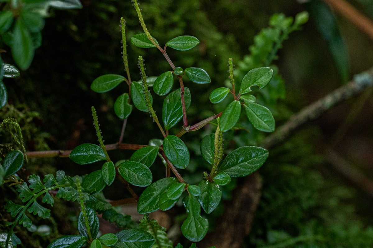 Peperomia retusa Peperomia retusa