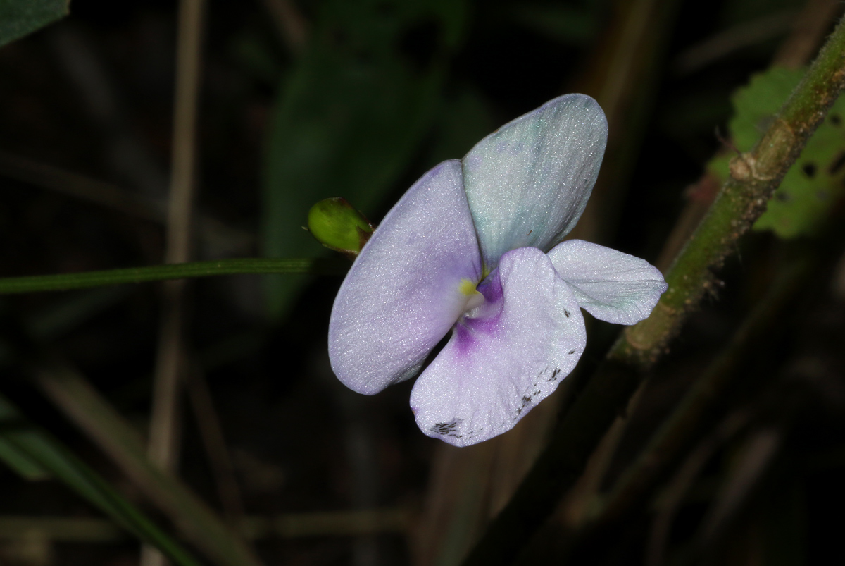 Vigna unguiculata Vigna unguiculata