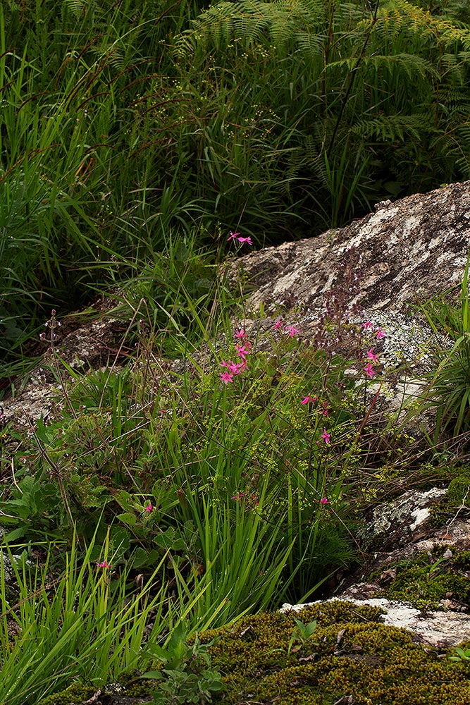 Freesia laxa subsp. laxa