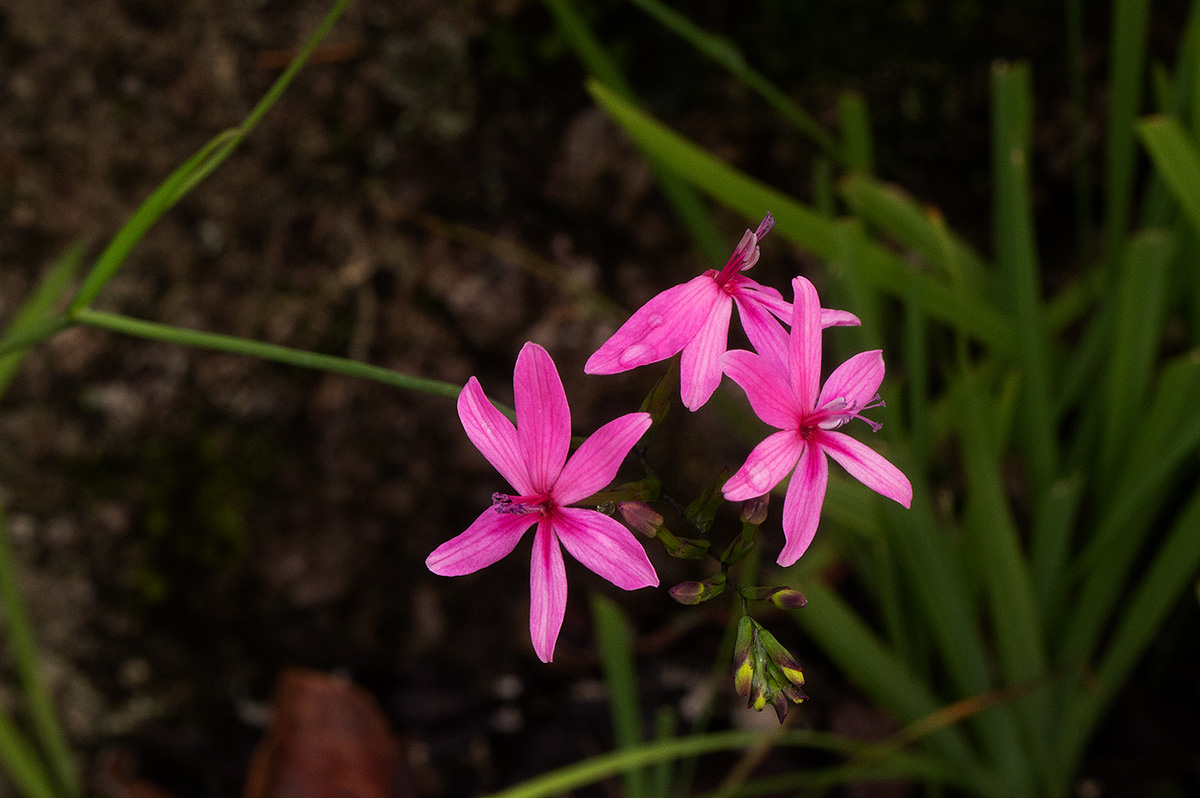 Freesia laxa subsp. laxa