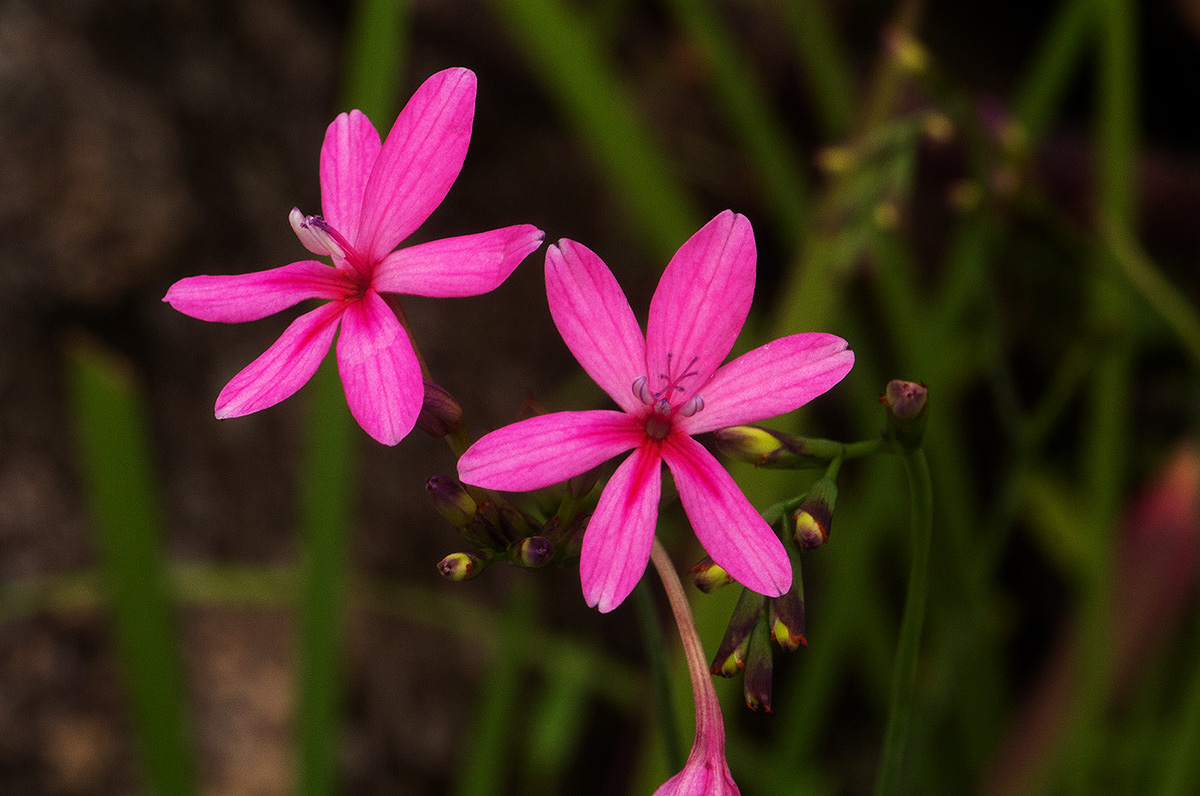 Freesia laxa subsp. laxa