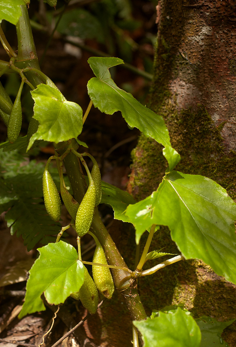 Begonia oxyloba Begonia oxyloba