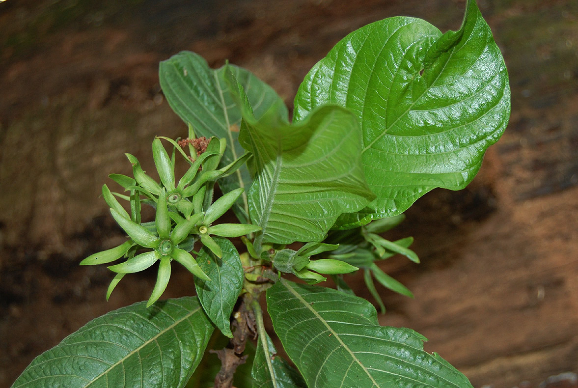 Leptactina platyphylla