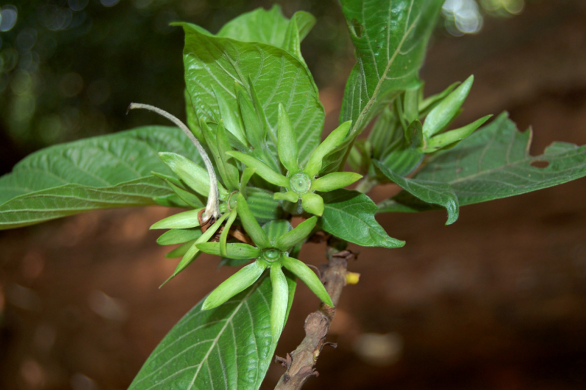 Leptactina platyphylla Leptactina platyphylla