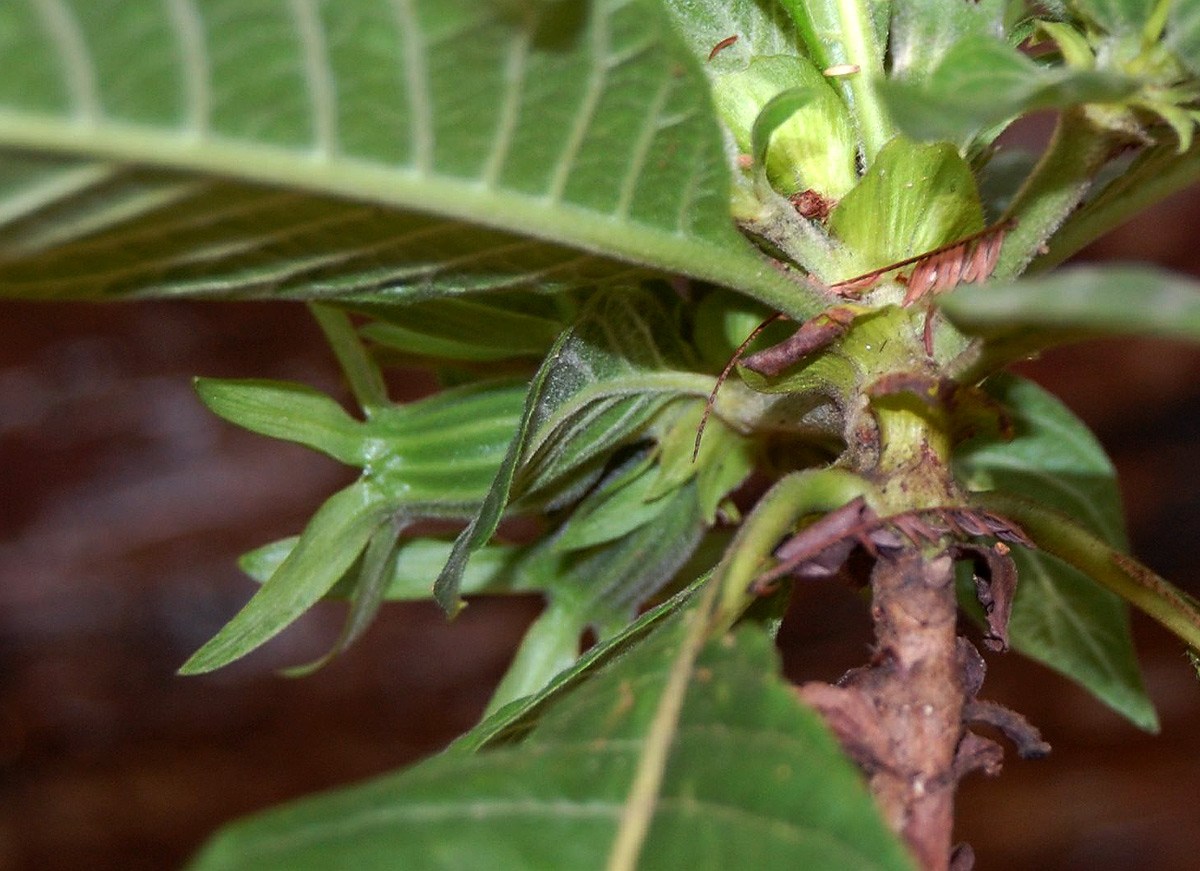 Leptactina platyphylla Leptactina platyphylla