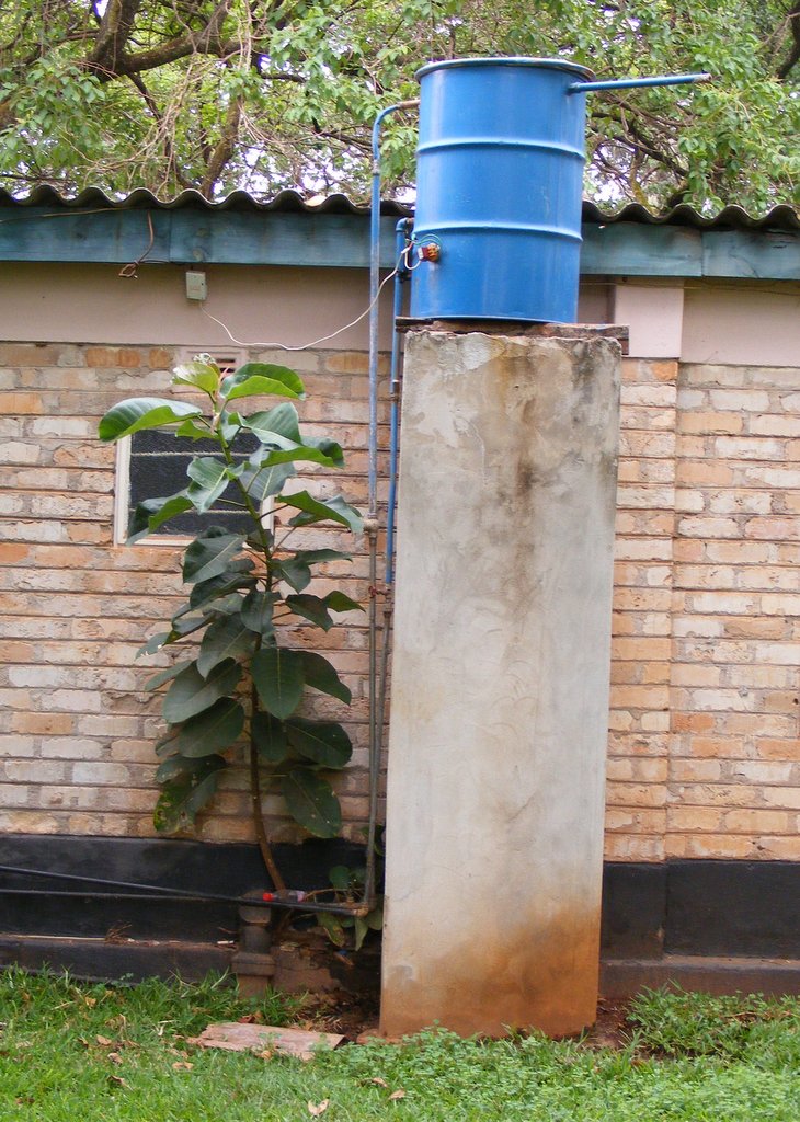 Ficus laurifolia Ficus laurifolia