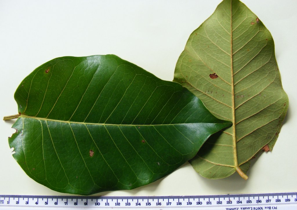 Ficus laurifolia Ficus laurifolia