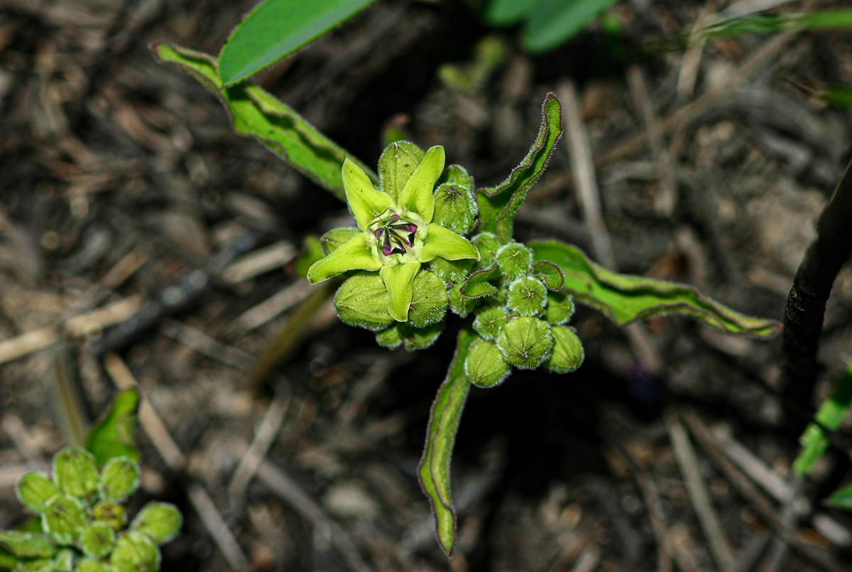 Raphionacme madiensis Raphionacme madiensis
