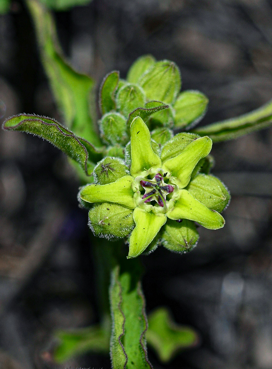 Raphionacme madiensis Raphionacme madiensis