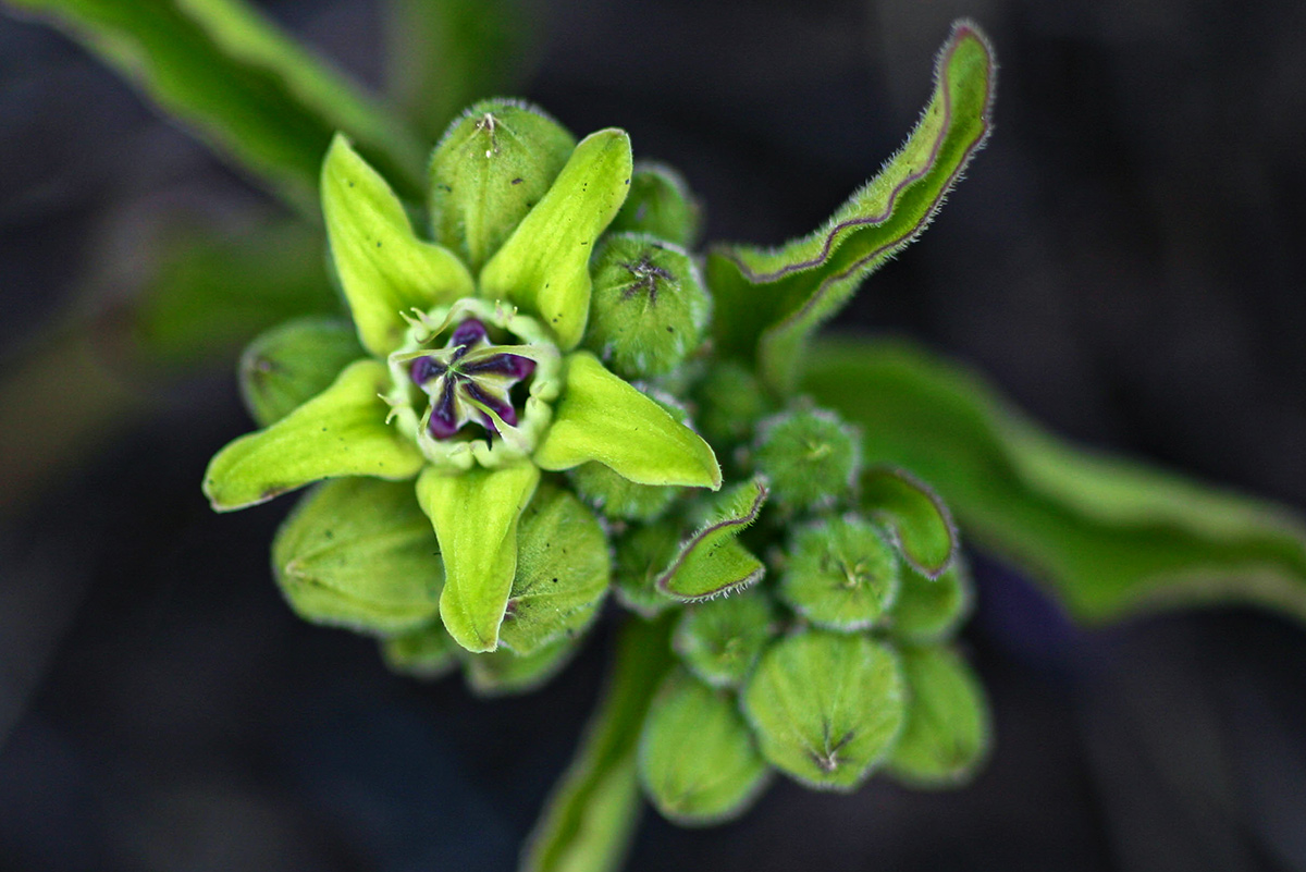 Raphionacme madiensis Raphionacme madiensis