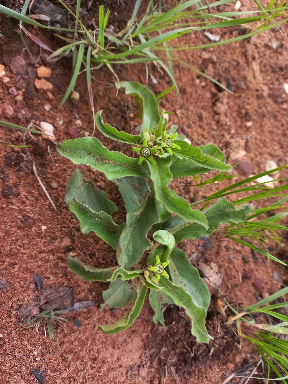 Raphionacme madiensis Raphionacme madiensis