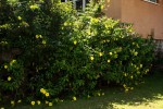Allamanda cathartica