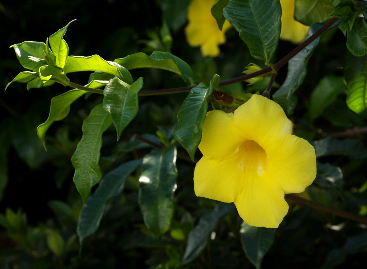 Allamanda cathartica