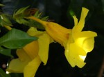 Allamanda cathartica
