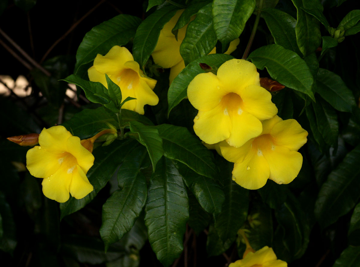Allamanda cathartica