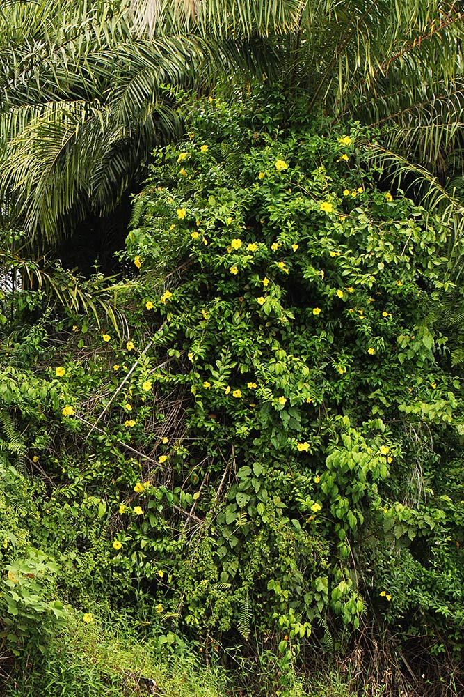 Allamanda cathartica