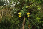 Allamanda cathartica