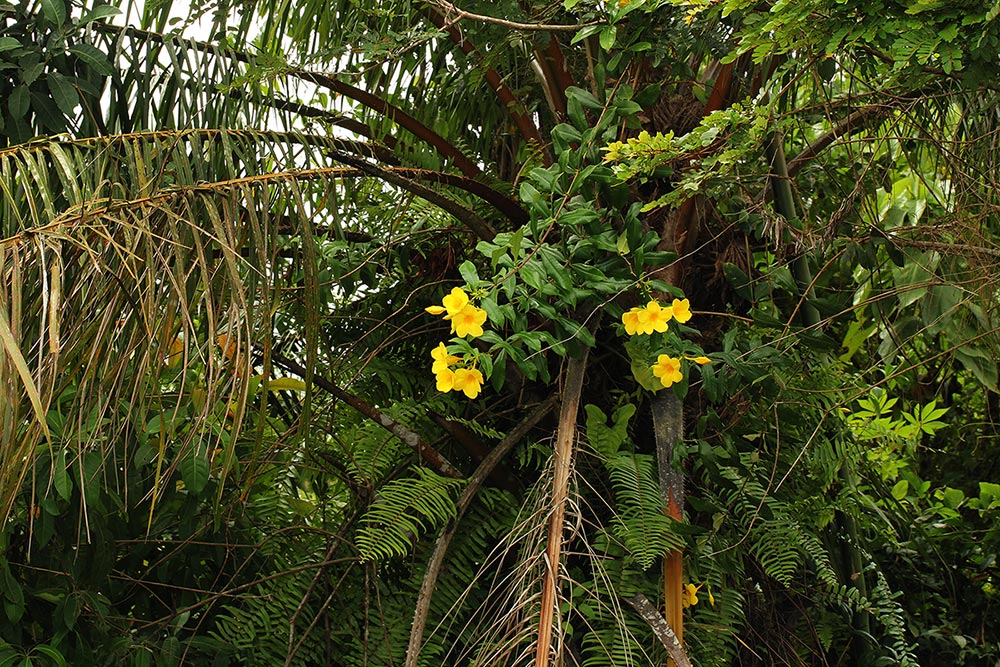 Allamanda cathartica Allamanda cathartica