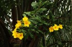 Allamanda cathartica