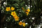 Allamanda cathartica