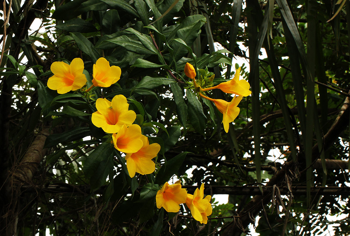 Allamanda cathartica