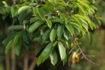 Annona muricata