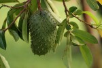 Annona muricata