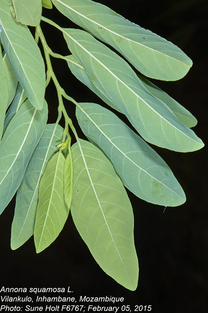Annona squamosa Annona squamosa