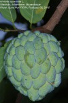 Annona squamosa