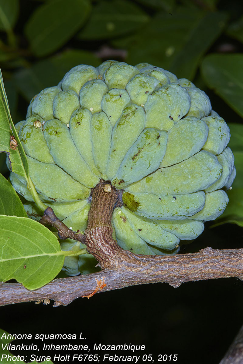 Annona squamosa Annona squamosa
