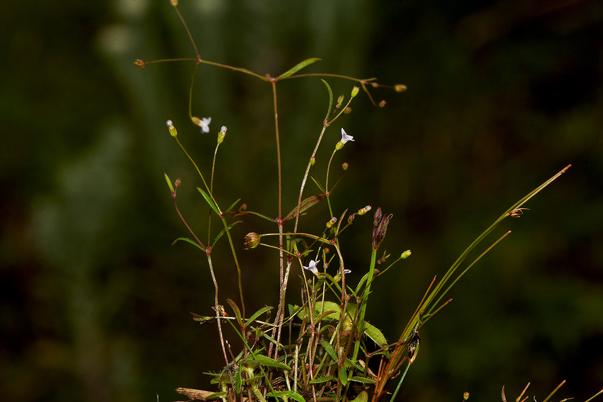 Oldenlandia herbacea