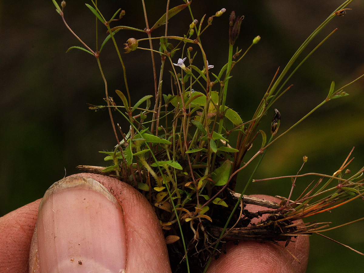 Oldenlandia herbacea Oldenlandia herbacea