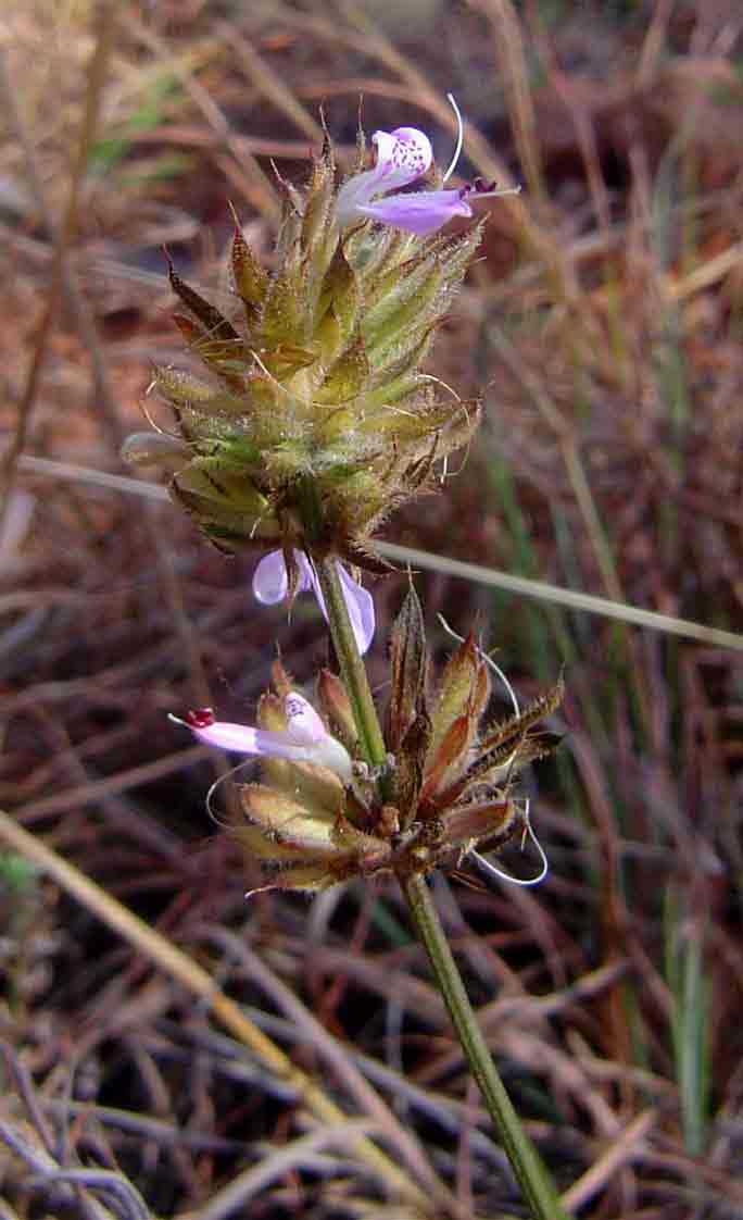 Dicliptera carvalhoi subsp. carvalhoi Dicliptera carvalhoi subsp. carvalhoi