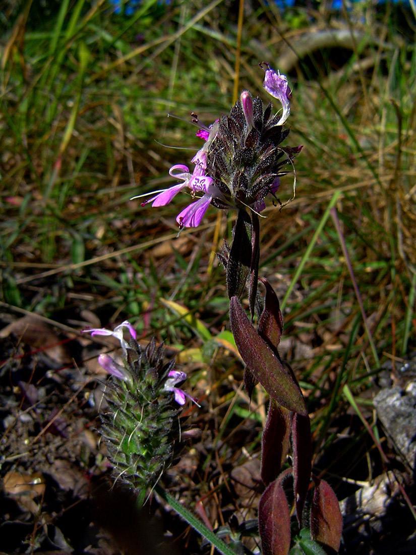Dicliptera carvalhoi subsp. carvalhoi Dicliptera carvalhoi subsp. carvalhoi