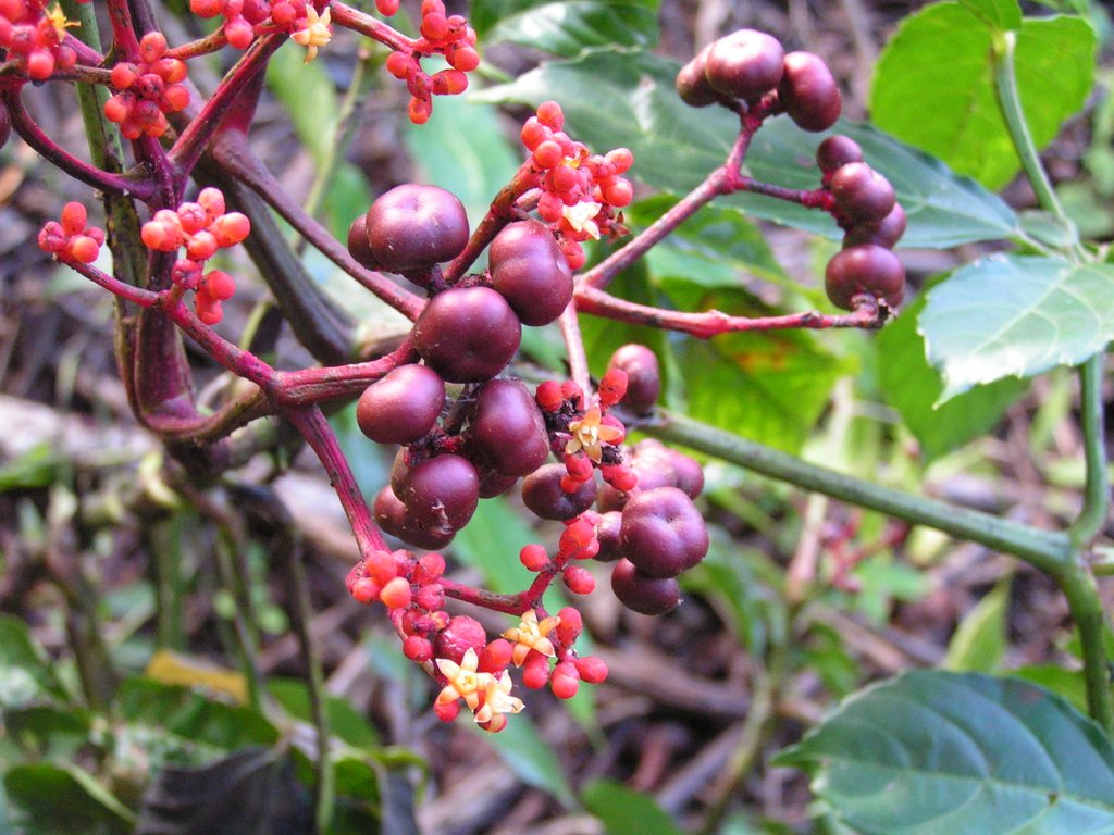 Leea guineensis