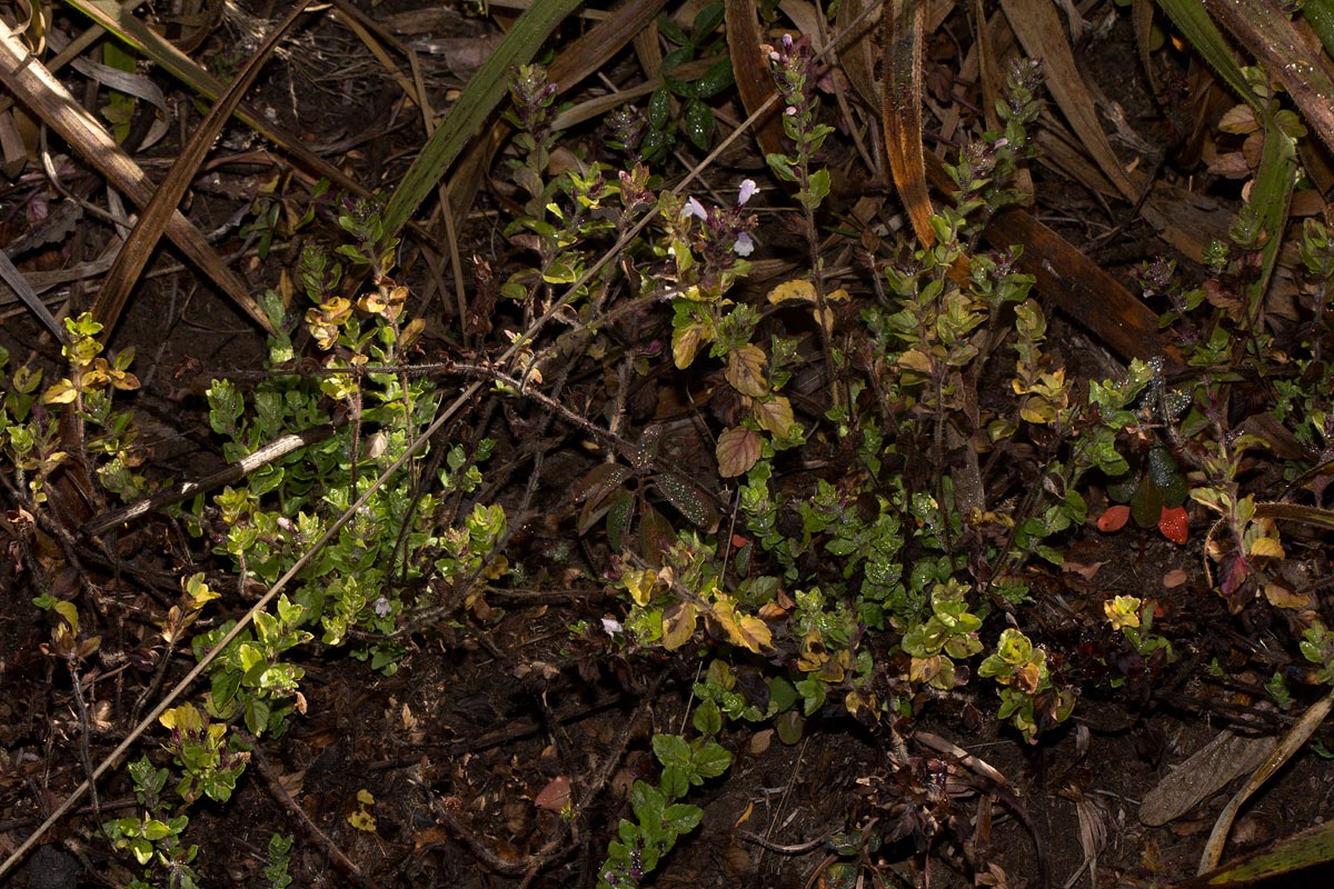Clinopodium uhligii var. obtusifolium