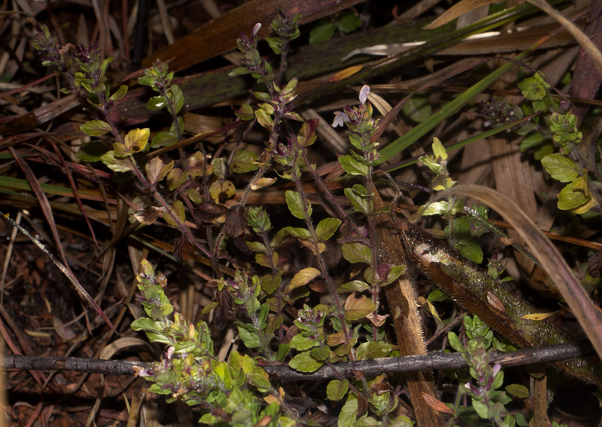 Clinopodium uhligii var. obtusifolium