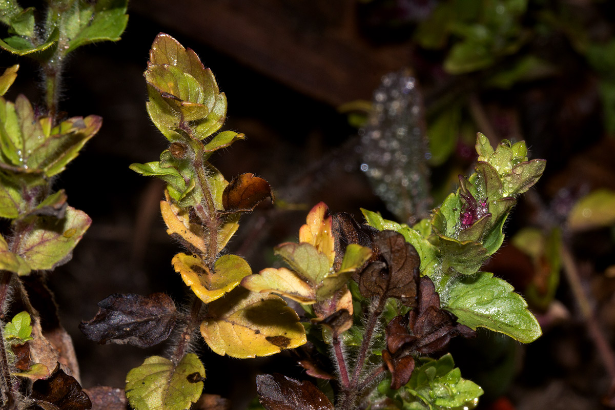 Clinopodium uhligii var. obtusifolium