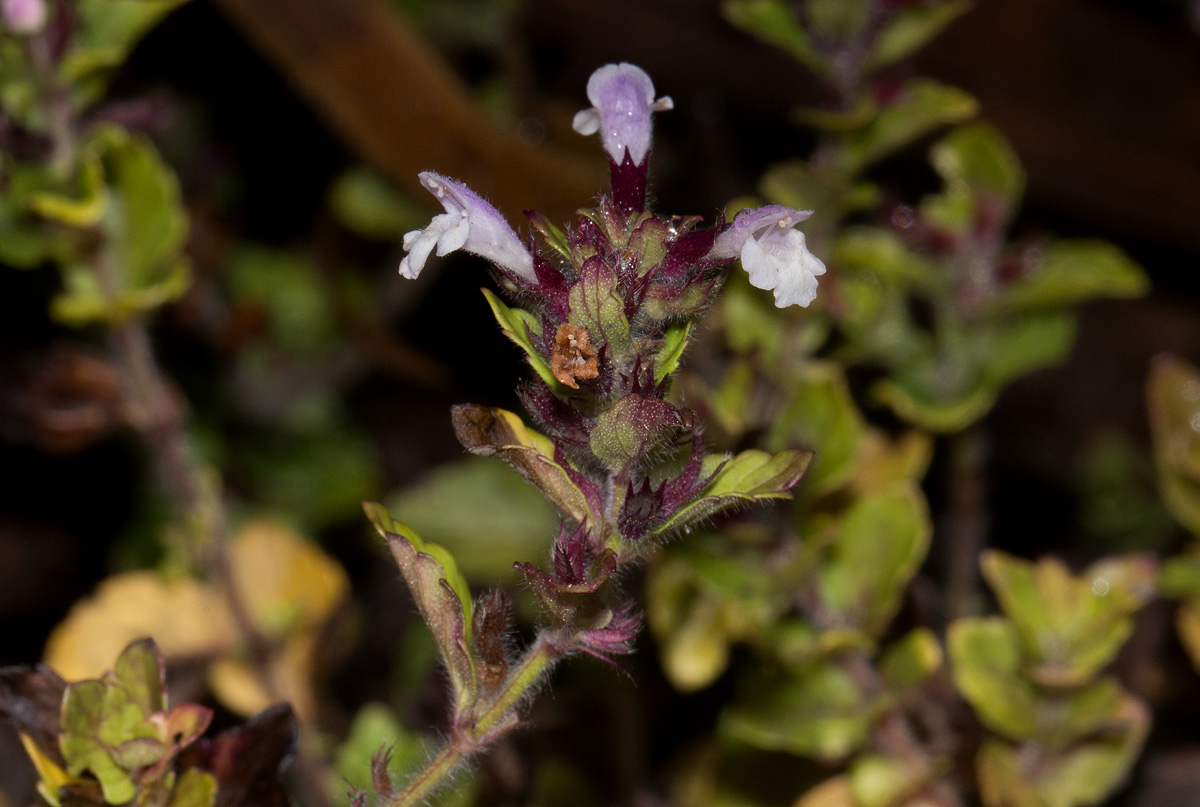 Clinopodium uhligii var. obtusifolium