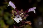 Clinopodium uhligii var. obtusifolium