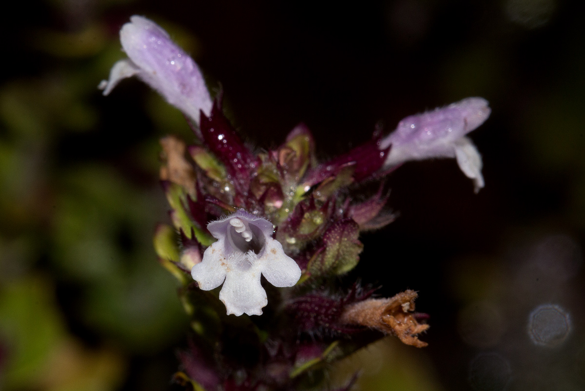 Clinopodium uhligii var. obtusifolium