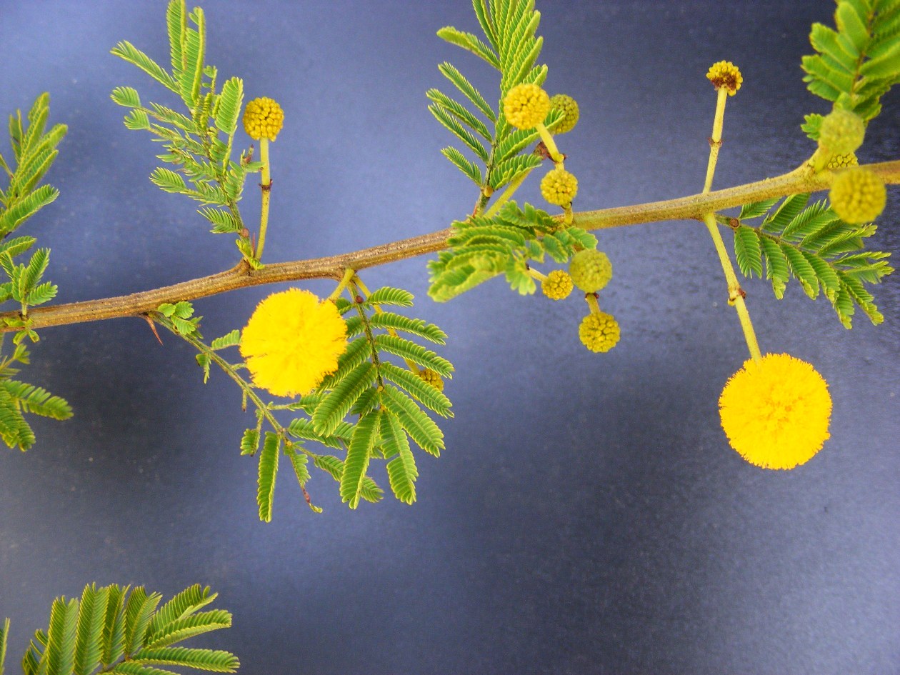 Acacia hockii Acacia hockii