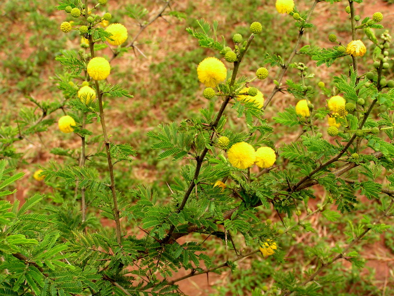 Acacia hockii Acacia hockii