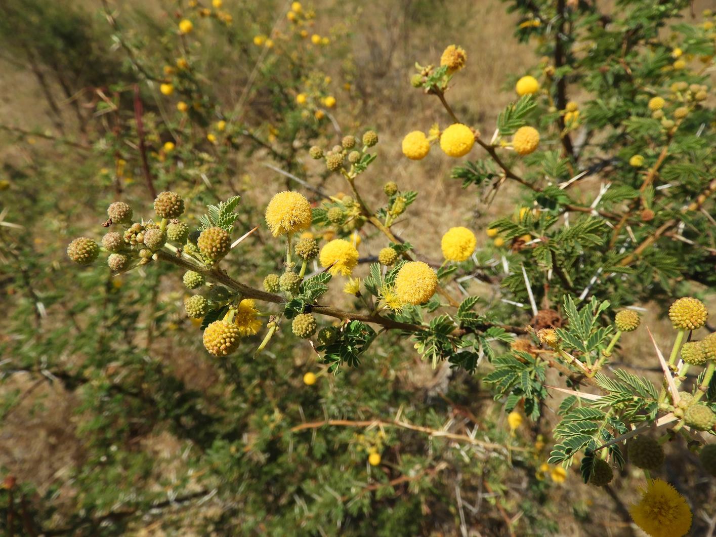 Acacia hockii Acacia hockii