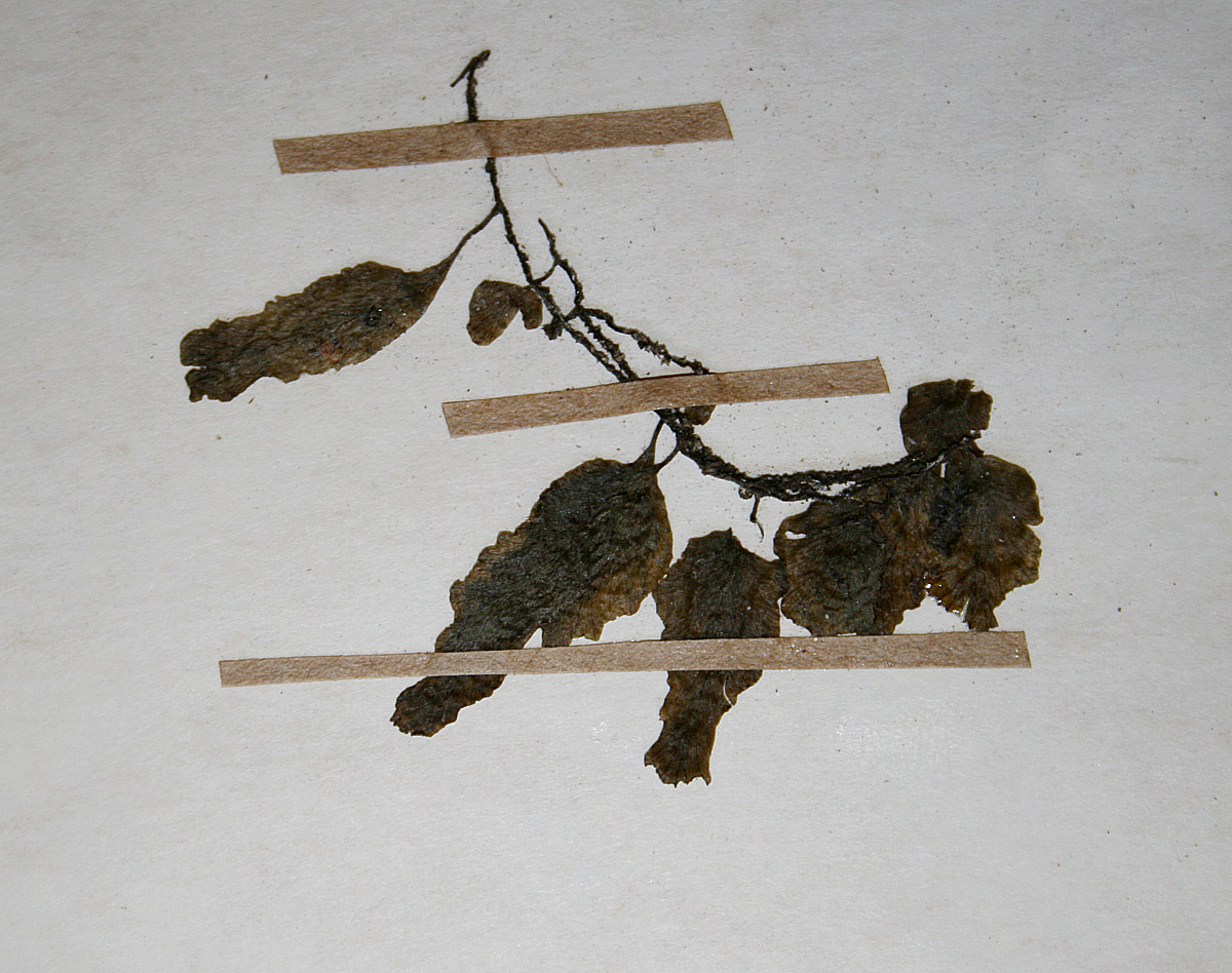 Didymoglossum erosum