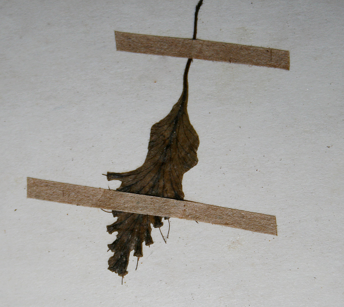 Didymoglossum erosum Didymoglossum erosum